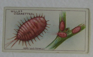 Wills's Cigarette cards set 1-50 - Garden Life, ditto second series set 1-50 Old English Garden Flowers, ditto set 1-50 - Gardening Hints and ditto set 1-50 Garden Hints