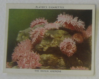 Player's Cigarette cards set 1-25 - Aquarium Studies and ditto 17 out of a set of 25 - Fresh-Water Fishes (large)