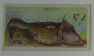 Player's Cigarette cards 32 out of a set of 50 - Fishes of The World, ditto set 1-50 - Fresh-Water Fishes and ditto set 1-50 Sea Fishes