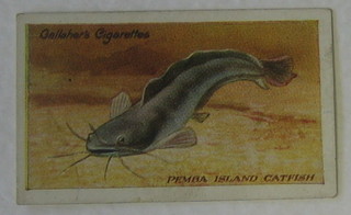 Gallaher Ltd Cigarette cards 55 out of a set of 100 - The Zoo Aquarium, Mitcham Foods 1st Series  1-25 and 2nd Series 26-50 - Aquarium Fish, Anon 48 out of a set of 50 - African Fish, Churchman's set 1-30 - Fishes of The World and Carreras Black Cat set 1-50 - Sport Fish