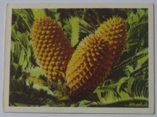 United Tobacco Co. Cigarette cards two sets of 1-100 - Our South African Flora and a United Tobacco Co. set of 1-52 - South African Flora