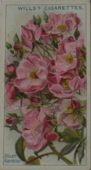 Wills's Cigarette cards set 1-50 - Roses, Wills's set 1-50 - Roses and Wills's 2nd series 35 out of 50 - Roses