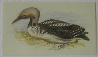 Player's Cigarette cards 30 out of a set 32 - Grandee British Bird Collection, do. set 1-24 - The Dongella Golden Age of Sail, do. set 1-32 The Gold Age of Flying, do. 6 out of 28 - Famous M.G. Marques, do. set 1-32 British Bird Collection, do. 19 out of 30 - British Mammals, do. set 1-24 Napoleonic Uniforms, do. set 1-24 - The Gold Age of Flying and do. set 1-24 - The Gold Age of Sail