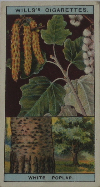 Wills's Cigarette cards set 1-50 - Flowering Trees & Shrubs, Wills's  set 1-40 - Trees, Players two sets of 1-25 - Struggle For Existence and Players and Players set 1-25 - Useful Plants & Fruits