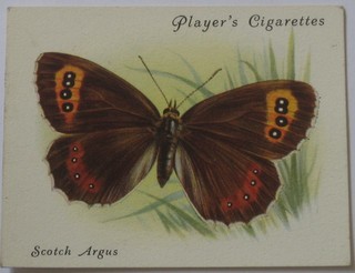 Player's Cigarette cards set 1-25 - British Butterflies and Player's 2nd series set of 1-25 - The Snow Leopard