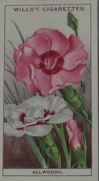 Wills's Cigarette cards set 1-50 - Garden Flowers, Wills's set 1-50 - Wild Flowers, Wills's set 1-50 - Flower Culture in Pots and Wills's  set 1-50 Alpine Flowers
