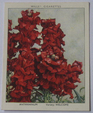 Wills's Cigarette cards set 1-50 - Garden Flowers New Varieties, Wills's 2nd series set 1-40 - Garden Flowers, Wills's set 1-30 - Flowering Shrubs