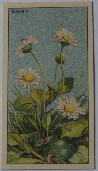 CWS Cigarette cards set 1-48 - Wayside Flowers, Carreras set 1-24 - Orchids, Abdulla & Co Ltd set 1-25 - Old Favourites, unmarked cards a set? of 20 - Flowers and Player's 27 out of 50 - Useful Plants & Fruits