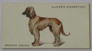 Player's Cigarette cards set 1-50 - Dogs (from paintings by Arthur Wardle), ditto set 1-50 - Dogs, ditto set 1-50 - Dogs (heads from paintings by Arthur Wardle) and Senior Service 47 out of a set of 48 - Dogs