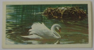 Brooke Bond & Co Ltd tea cards set 1-20 - British Birds and Ogdens 38 out of a set of 50 - British Birds