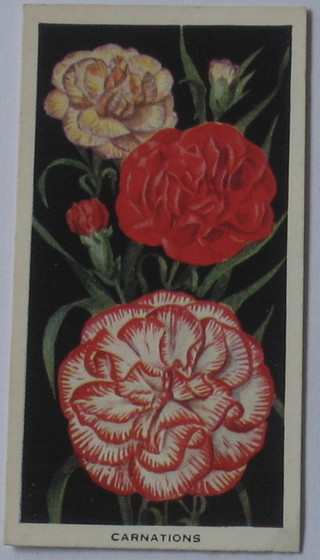 Carreras Ltd Cigarette cards set 1-50 - Flowers, United Tobacco Company set of 1-25 - Flowers of South Africa, Carreras Ltd 24 out of a set of 25 - Wild Flower Art Series, Godfrey Phillips Ltd set of 1-50 - Annuals and Brook Bond & Co Ltd set 1-50 - Wild Flowers, Wills's Cigarette cards set 1-50 - Roses, Edwards Ringer & Bigg set 1-25 - British Trees & Their Uses, Godfrey Phillips Ltd set 1-30 - Flower Studies and Carreras set 1-24 - Orchids (large size)