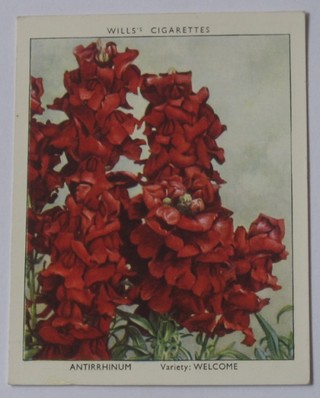 Wills's Cigarette cards set 1-40 - Garden Flowers New Varieties, Wills's 2nd series set 1-40 - Garden Flowers New Varieties, Wills's set 1-30 - Flowering Shrubs and Wills's set 1-40 - Roses, United Tobacco Co. Cigarette cards two sets of 1-100 - Our South African Flora and a United Tobacco Co. set of 1-52 - South African Flora, Wills's Cigarette cards set 1-50 - Roses, Wills's set 1-50 - Roses and Wills's 2nd series 35 out of 50 - Roses, Wills's Cigarette cards set 1-50 - Flowering Trees & Shrubs, Wills's set 1-40 - Trees, Players two sets of 1-25 - Struggle For Existence and Players and Players set 1-25 - Useful Plants & Fruits