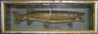 An 18lbs stuffed and mounted Muskellunge 48", cased 