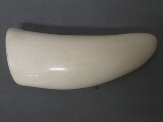 A Whales tooth 5"