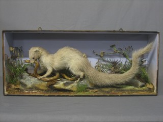 A stuffed and mounted Mongoose encountering a snake, 28", cased