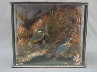 2 stuffed and mounted King Fishers contained in glazed case 14"