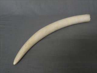 An ivory tusk 18"