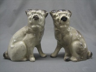 A pair of Staffordshire pottery figures of seated Pugs 9"