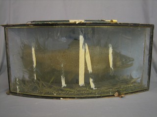 An Edwardian stuffed and mounted trout contained in a bow front naturalistic case with bowed glass marked - Trout caught in the Mill Pond Guildford, wgt 7 1/2lbs June 1902 31" (case requires attention)