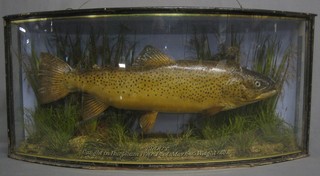 An Edwardian stuffed and mounted Trout contained in a naturalistic bow front case with bowed glass marked - Caught in Burpham Weir Pool 1905, Weight 6 lbs 29"