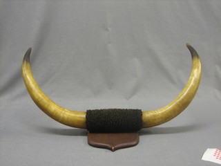 A pair of buffalo horns 29"