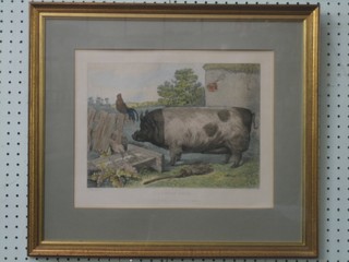 After Edwin Landseer, a coloured print "The British Boar" 9" x 12"