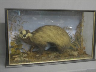 A Victorian stuffed and mounted Badger in naturalistic surrounding