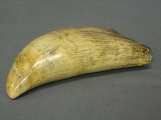 A whale's tooth 6"