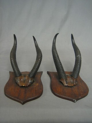2 pairs of mounted antelope horns