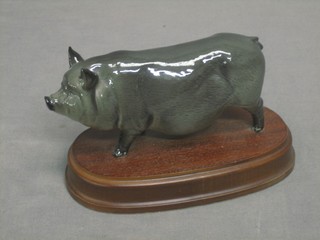 A "Royal Doulton" figure of a Pot Bellied Pig, raised on an oval base 6"