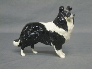 A Beswick figure of a standing black and white Collie 5 1/2"