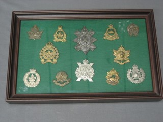 A collection of WWII Canadian cap badges including The Black Watch Royal Highland Regt. of Canada, Royal Winnipeg Rifles and 10 others