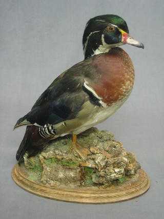 A stuffed and mounted Mallard duck 14"