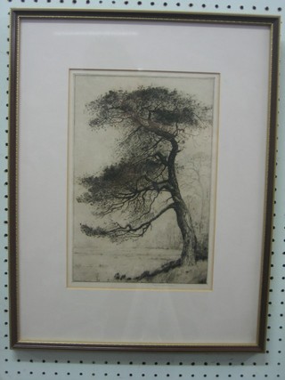 An etching of a tree 11" x 8"