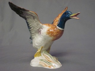 A Beswick figure of a mallard duck with wings outstretched the base impressed 749 7"