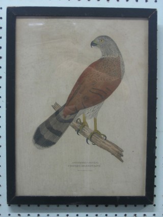 An 18th/19th Century coloured print "Coopers Sparrow Hawk" 13" x 10"