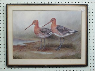 Watercolour drawings "Study of a Pair of Black Tailed Goldwits" 10" x 15" indistinctly signed