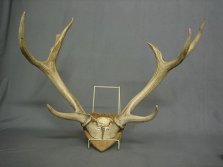 A pair of mounted stags antlers