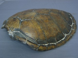 A turtle shell 26"