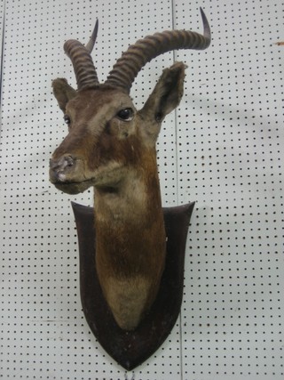 A stuffed and mounted gazelle's head by Peter Spencer & Co