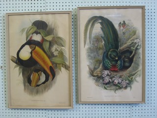 6 various 19th Century coloured prints of birds 22" x 15"
