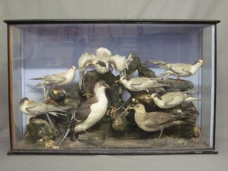 A Victorian arrangement of 8 stuffed and mounted sea birds contained in a wooden display cabinet 40"