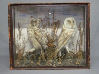 A pair of Victorian stuffed and mounted owls contained in a display cabinet 22"