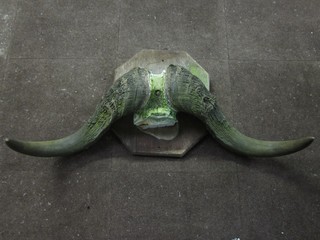 A pair of bison horns, 36"