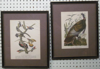 A pair of framed coloured prints "Birds, Wild Turkey and Woodpeckers" 9" x 7"