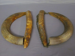 2 pairs of ivory tusks/hippopotamus teeth? 16"