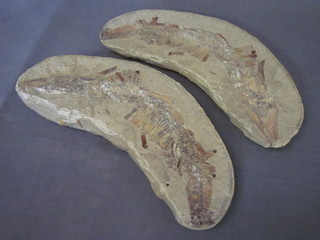 A large crescent shaped fossil of a fish 13"