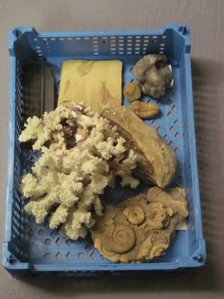 A collection of ammonite fossil, 6 other fossils and a section of  coral