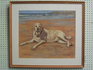 Watercolour and gouache portrait "Seated Labrador - Nimrod" 15 1/2" x 18"