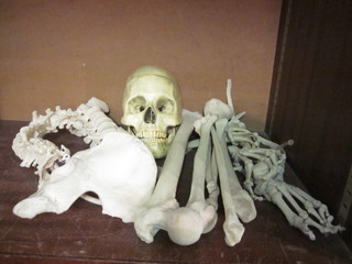 A plastic model of a human skull, do. spine and other bones etc